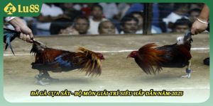 Đá Gà Cựa Sắt - Bộ Môn Giải Trí Siêu Hấp Dẫn Năm 2025