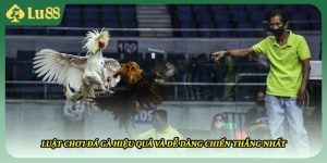 Luật Chơi Đá Gà Hiệu Quả Và Dễ Dàng Chiến Thắng Nhất