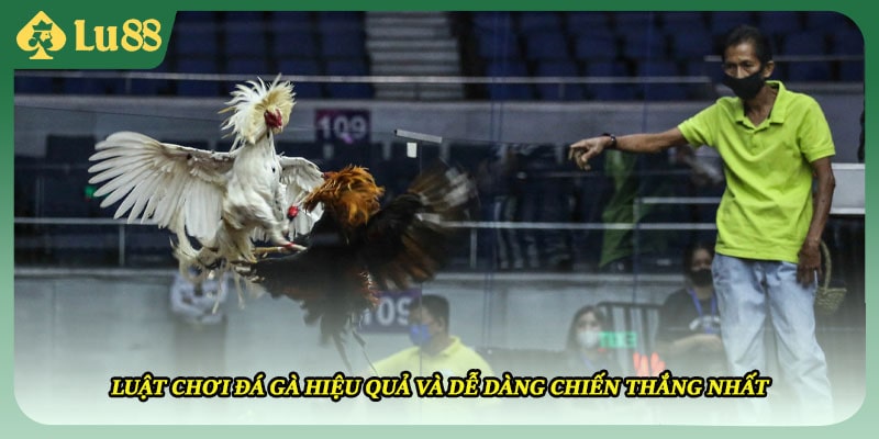 Luật Chơi Đá Gà Hiệu Quả Và Dễ Dàng Chiến Thắng Nhất